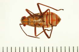 Leptocoris tagalicus Burmeister 1834 resmi