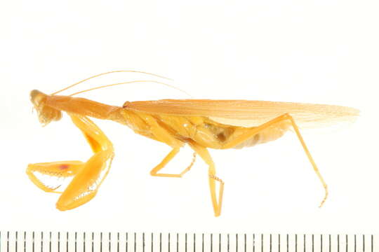 Image of Mantis