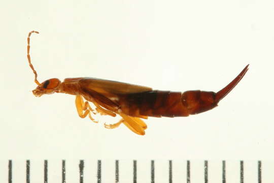 Image of common earwigs