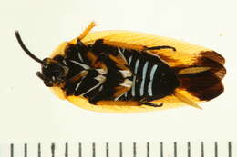 Image of Pseudophyllodromiinae