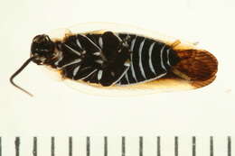 Image of Pseudophyllodromiinae