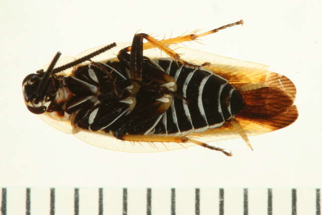 صورة Pseudophyllodromiinae