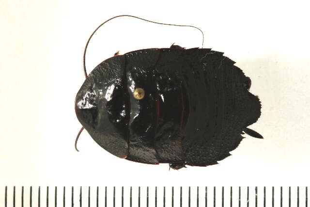 Image of Blattoidae