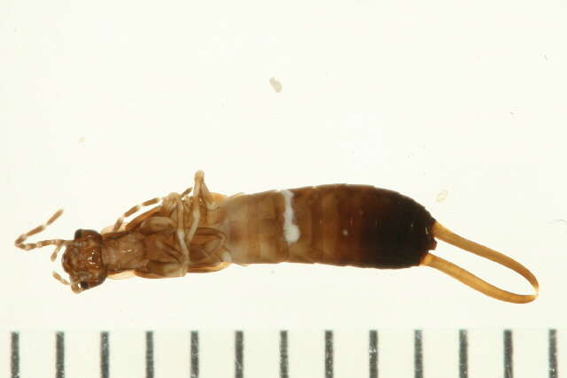 Image of common earwigs