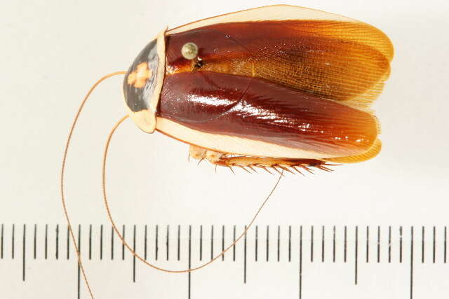 Image of blattid cockroaches