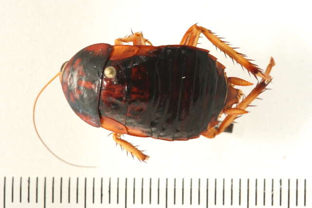 Image of Blattoidae