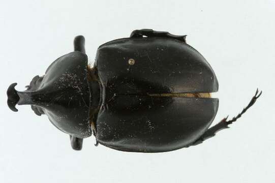 Image of Elephant Beetle