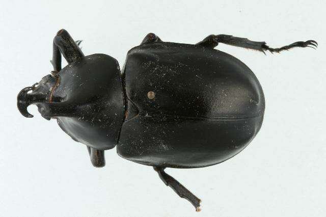 Image of Elephant Beetle