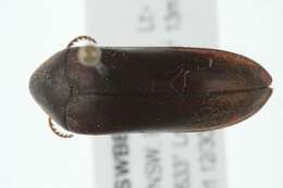 Image of false darkling beetles