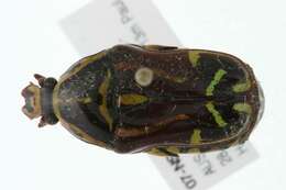 Image of Fiddler Beetle