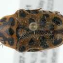 Image of Punctate flower chafer