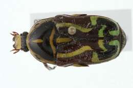 Image of Fiddler Beetle