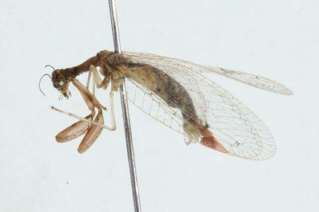 Image of Ditaxis biseriata (Westwood 1852)