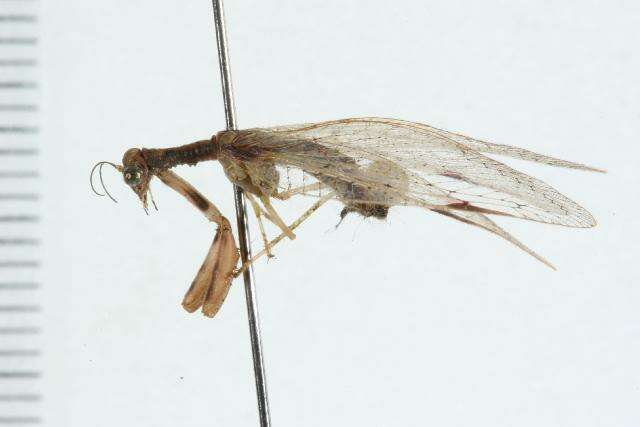 Image of Ditaxis biseriata (Westwood 1852)