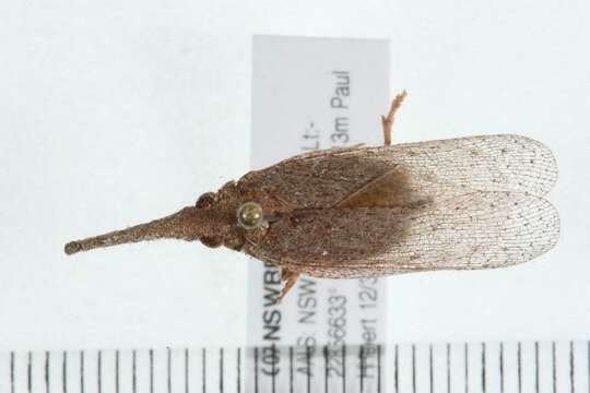 Image of dictyopharid planthoppers