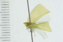 Image of flatid planthoppers