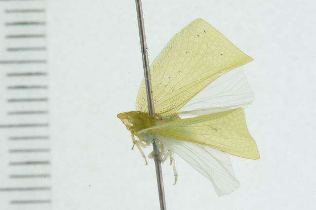 Image of flatid planthoppers
