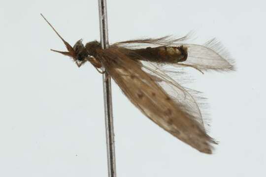Image of Oecetis walpolica Neboiss 1982