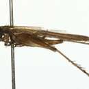 Image of Silent leaf runner cricket