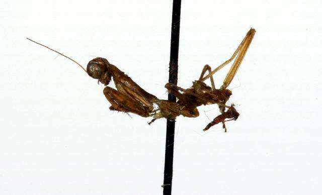 Image of giant Asian mantis