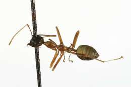 Image of Asian Weaver Ant