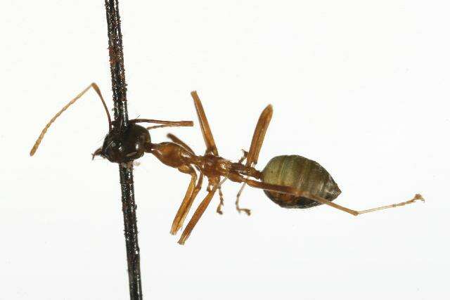 Image of Asian Weaver Ant