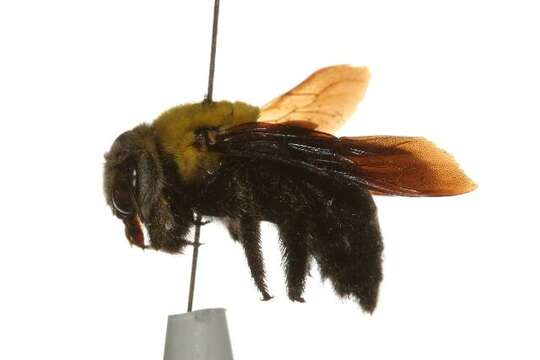 Image of Xylocopa