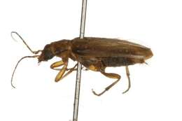 Image of false blister beetles