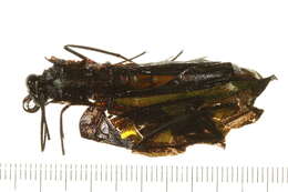 Image of <i>Troides euphorion</i>