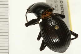 Image of darkling beetles