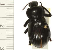 Image of darkling beetles