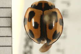 Image of Coelophora