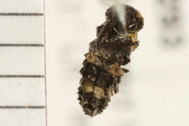 Image of <i>Coccinella transversalis</i>