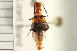 Image of soft-winged flower beetles