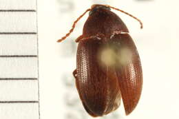 Image of darkling beetles