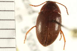 Image of darkling beetles