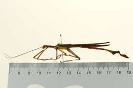 Image of walking sticks