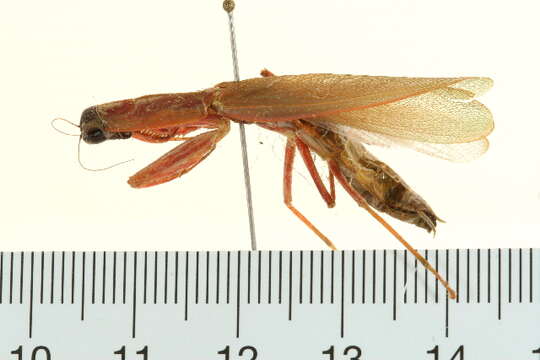 Image of Mantis