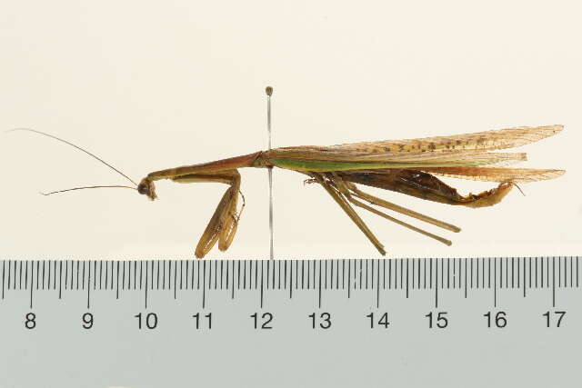 Image of Tenodera