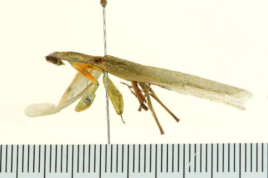 Image of praying mantises