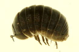 Image of Pill woodlouse