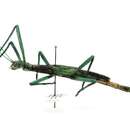 Image of peppermint stick insect