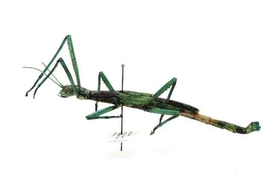 Image of peppermint stick insect