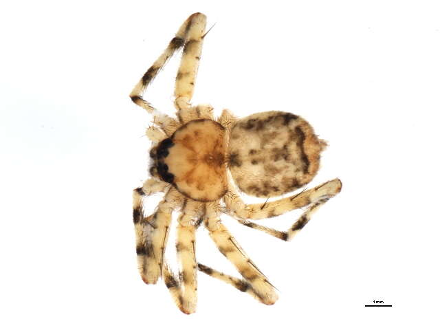 Image of wall crab spiders