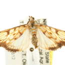 Image of <i>Chalcidoptera contaria</i>