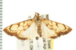 <i>Chalcidoptera contaria</i> resmi