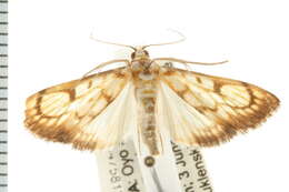 <i>Chalcidoptera contaria</i> resmi