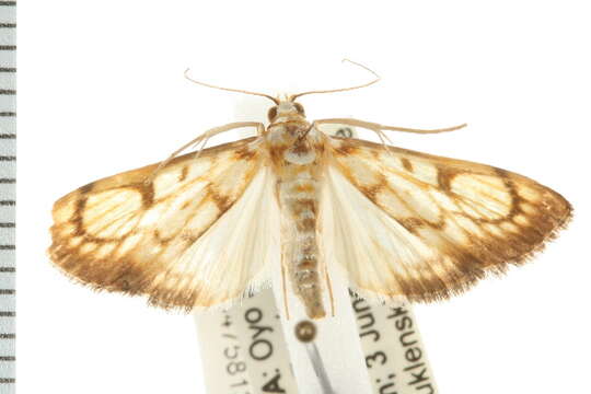 <i>Chalcidoptera contaria</i> resmi