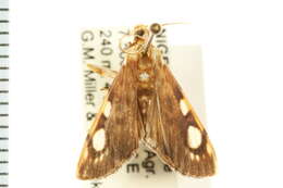 <i>Chalcidoptera contaria</i> resmi