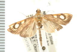 <i>Chalcidoptera contaria</i> resmi